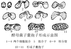 酵母的有性繁殖.jpg