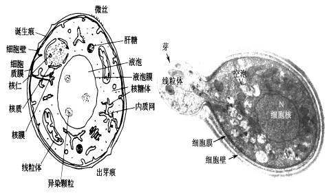 酵母细胞的结构.jpg